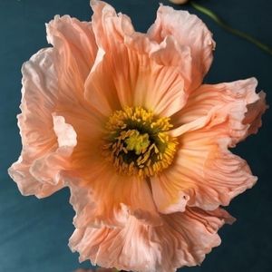 Meet your Posher, Edna